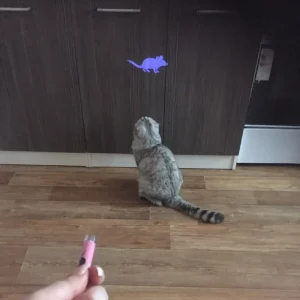 Laserpekare (Katt)
